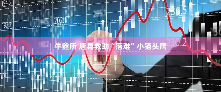 牛鑫所 唐县救助“落难”小猫头鹰